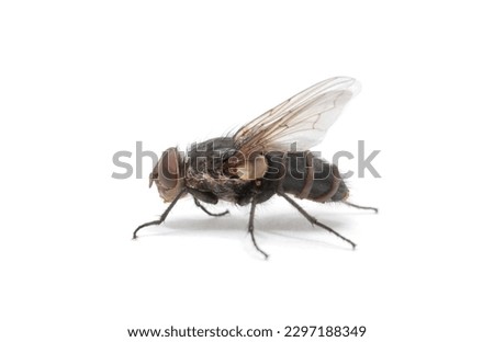 fly isolate on a white background