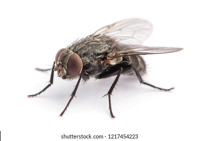 Fly Isolated On A White