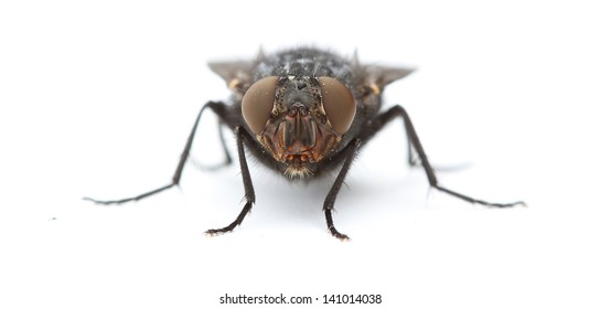 fly isolated on white.