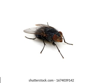 Fly Isolated On A White.