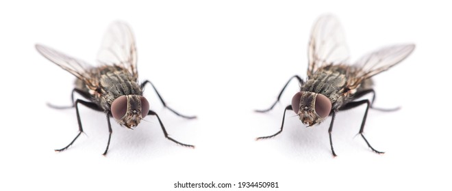 Fly Isolated On A White