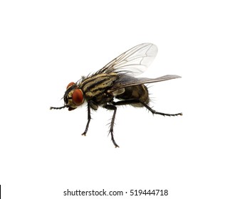 Fly Isolated On A White