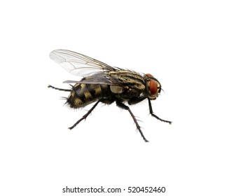 Fly Isolated On A White