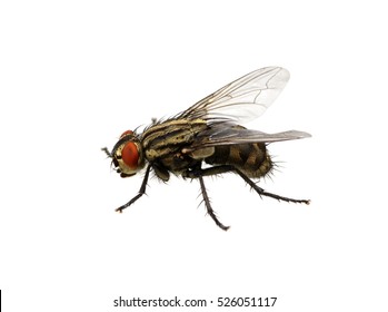 Fly Isolated On A White