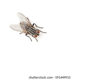 Fly Isolated On A White