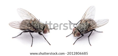 fly isolated on a white