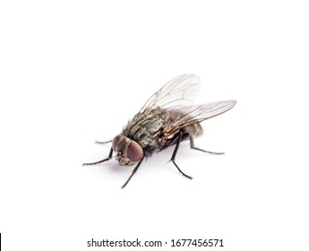 fly isolated on a white background