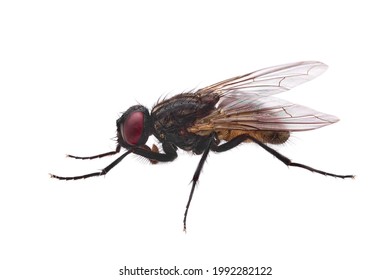 fly isolated on white, common housefly qualitatively isolated on white background