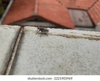 A fly landed the top floor  Floor background  Top view 