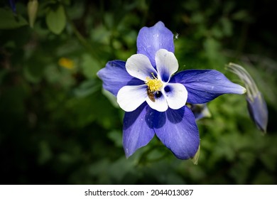 A Fly Lands On A Blue Columbine