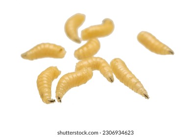 fly larvae on a white isolated background