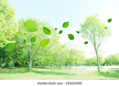 Fly, Leaf