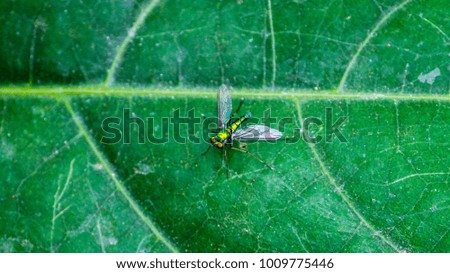Fly in leaf