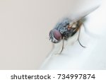 fly macro high resolution