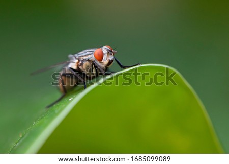 Similar – Dragonfly sunbathing