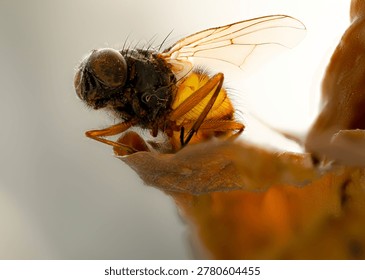 Fly Macro on Orange Surface