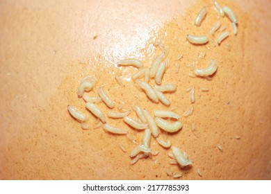 Fly Maggots On Rotten Chicken Egg