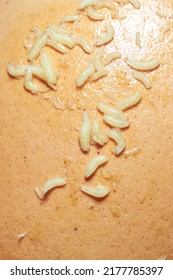 Fly Maggots On Rotten Chicken Egg