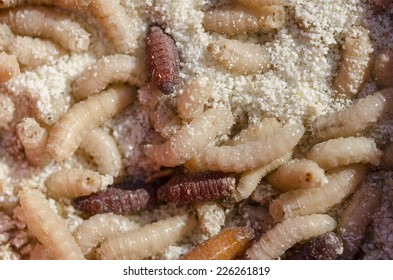 Fly Maggots In The Sand