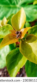 A fly mating on a leaf