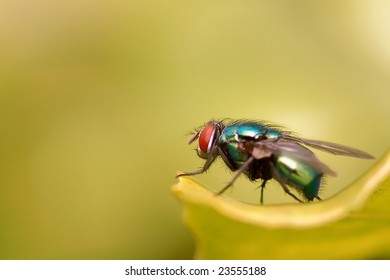 Fly with me - Shutterstock ID 23555188