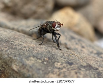  A Fly Or Musca Domestica, Subordo Cyclorrhapha Standing On A Rock