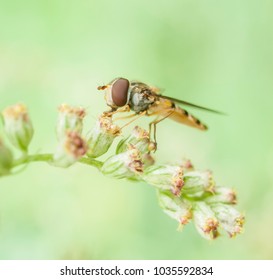 fly in nature