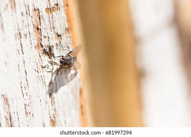 A fly on a board.
