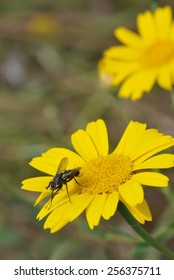 Fly On Corn Marigold Flower - Chrysanthemum Segetum