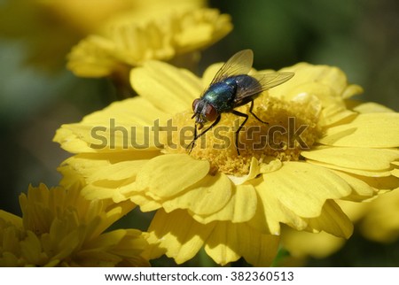 A Fly on a Flower last year. 105 mm Nikon Lens Handheld.