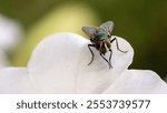 A fly on the flower pedestal, macro photography with the Sony a7iii and FE 90mm f28 Goss lens.