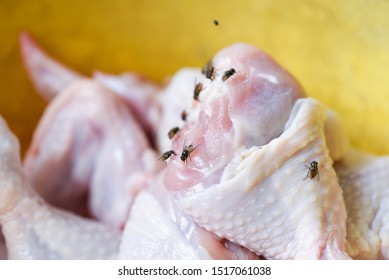 Fly On Food / House Flies On The Chicken Meat Dirty Food Contamination Hygiene Concept