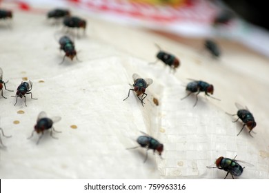 Fly On The Garbage Bags.Outbreak Of Cholera  