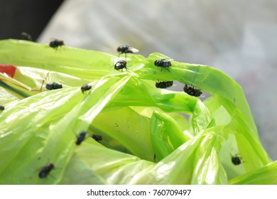 Fly On The Garbage Bags.Outbreak Of Cholera  
