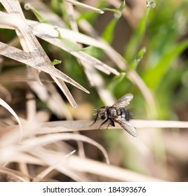 Fly on the grass. macro