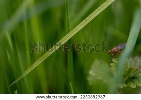fly on grass sitting in meadow