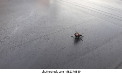 Fly on a gray background. Insect or house fly. Lalat rumah.