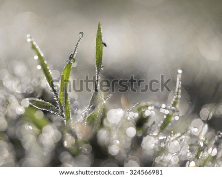 Similar – Foto Bild Gefrorenes Moos Winter