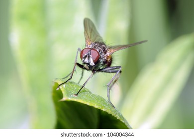 A fly on a leaf