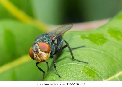fly on the leaf