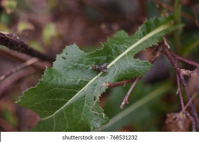 Fly on a Leaf