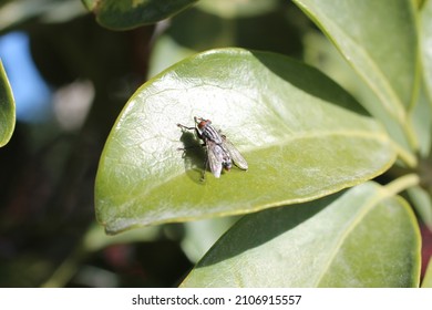 Fly On Leaf. Calliphoridae. Blow Flies, Blow-flies, Carrion Flies, Bluebottles, Greenbottles, Or Cluster Flies.