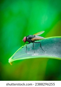fly on a leaf insects macro photography