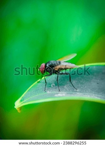 fly on a leaf insects macro photography