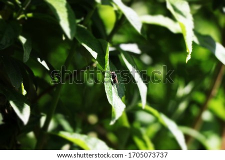 A fly on a leaf in the spring with green leaves in the background - Europe, the Netherlands, Breda