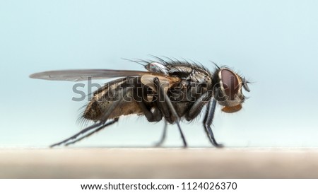 Fly on my Tabletop. Super-macro