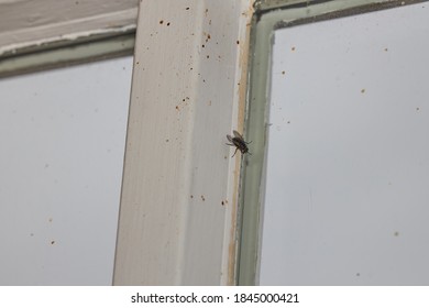 fly on an old window frame