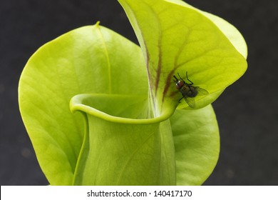 Fly On Pitcher Plant