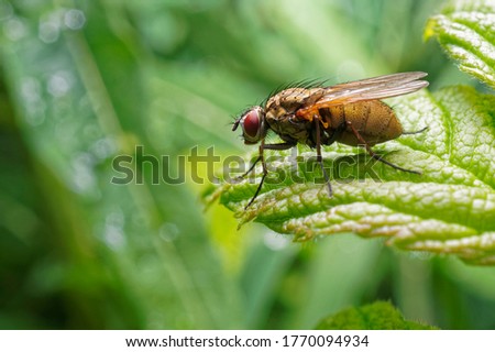A fly on a raspberry leaf.