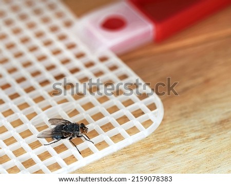 Fly on red fly swatter on wooden table, detailed macro shot of annoying insect in summer with useful tool to fight it